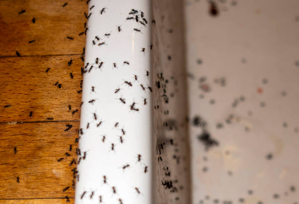 Best Rat Extermination Near Me  in Morton, WA