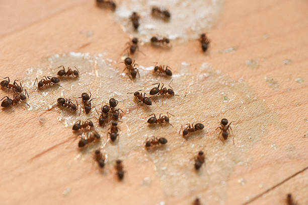 Best Best Pest Control Companies  in Morton, WA