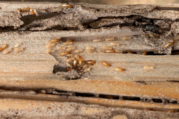 Best Ant Control Services  in Morton, WA