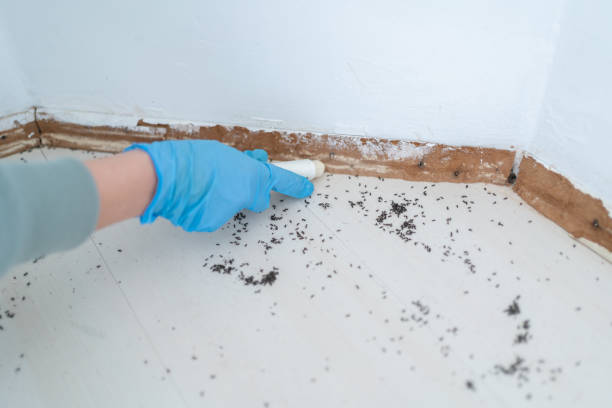 Best Mosquito Control Services  in Morton, WA