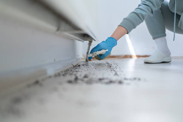 Best Flea Control Services  in Morton, WA