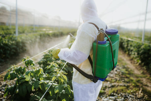 Best Exterminator Services  in Morton, WA